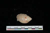 藏品(日本小鬘螺)的圖片